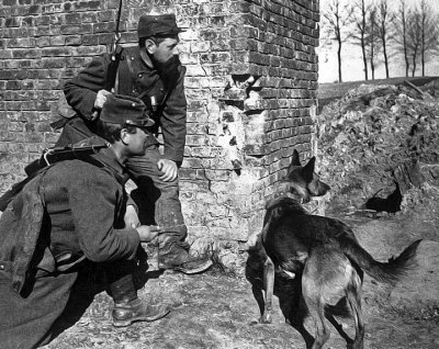 1915 - Dog trained to search for wounded soldiers while under fire