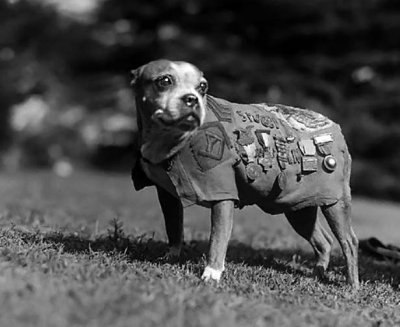 Sergeant Stubby, the most decorated dog in the war