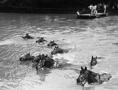 French cavalry horses swimming across a river
