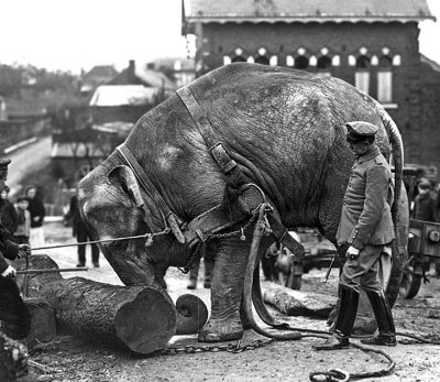 1915 - An elephant, from the Hamburg Zoo, used by the Germans