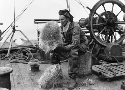 Large glassy sponges caught by sailors