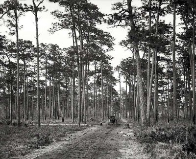 c. 1905 - In woods of pine