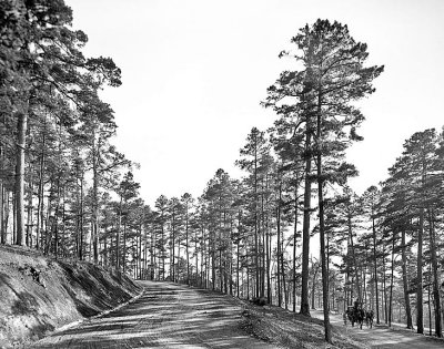 1905 - A road through the pines