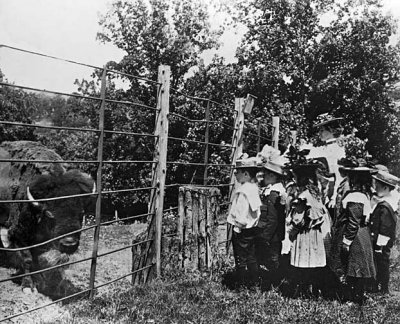 1899 - Visiting a bison