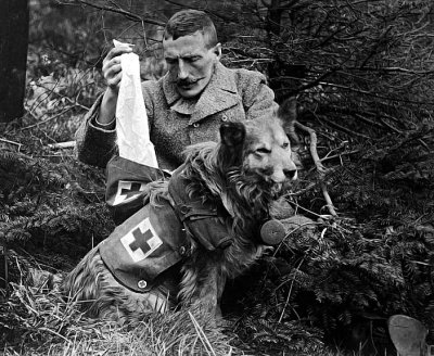 c. 1915 - Bandages received from the kit of a dog