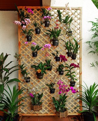 Orchids on a trellis in the patio