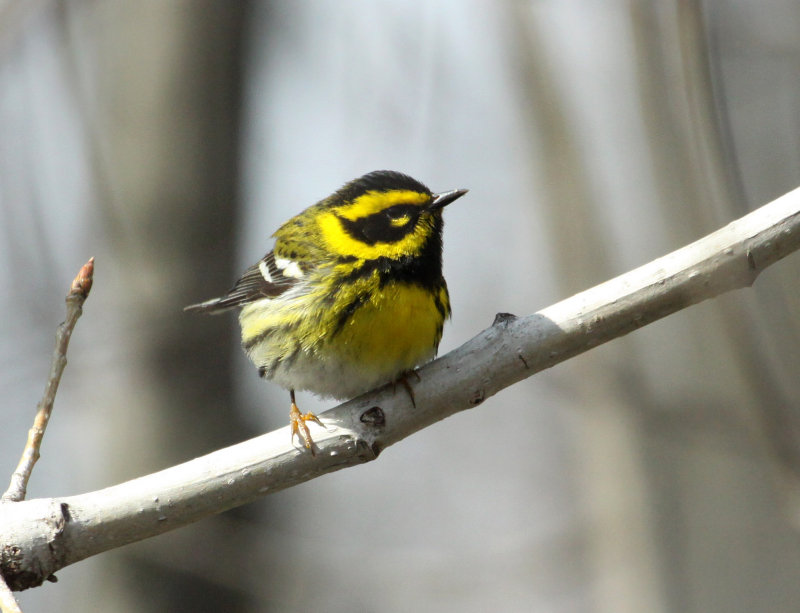 Paruline de Townsend, Pointe-Calumet