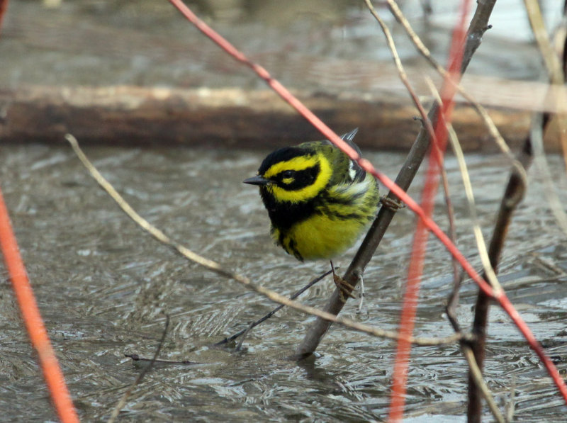 Paruline de Townsend, Pointe-Calumet