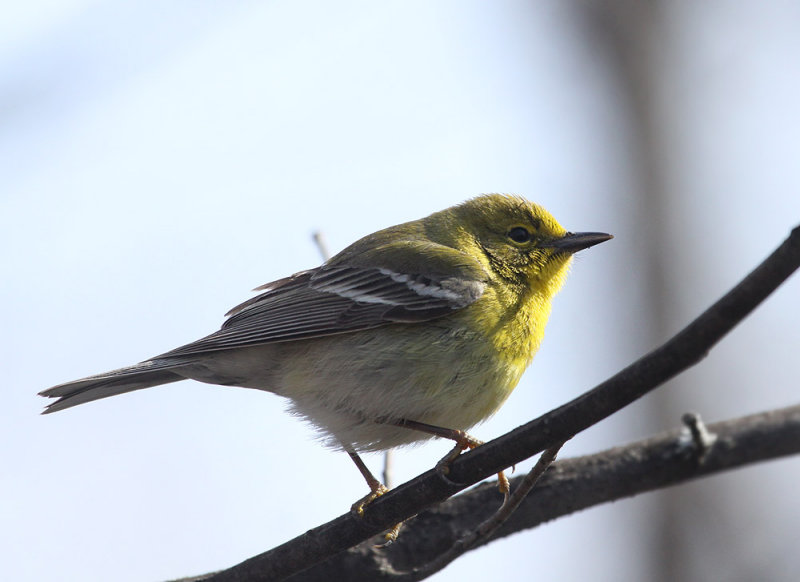 Paruline des pins, Pointe-Calumet