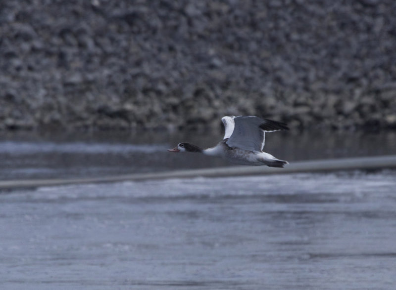 Tadorne de Belon juvnile, (Juvenile Common Shelduck), Saint-Basile-le-Grand, Quebec