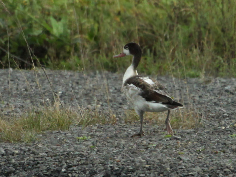 Tadorne de Belon juvnile, (Juvenile Common Shelduck), Saint-Basile-le-Grand, Quebec