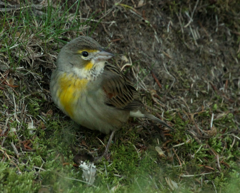 Dickcissel dAmrique, Tadoussac