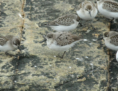 Bécasseau semipalmé adulte en mue, Tadoussac, Molting adult Semipalmated Sandpiper