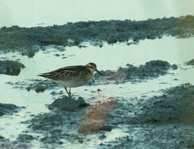 Bcasseau  queue pointue, Sharp-tailed Sandpiper, Baie-du-Febvre