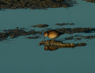 Bcasseau  queue pointue, Sharp-tailed Sandpiper, Baie-du-Febvre