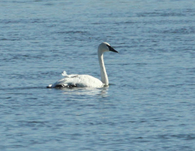 Cygne trompette, Saint-Jean