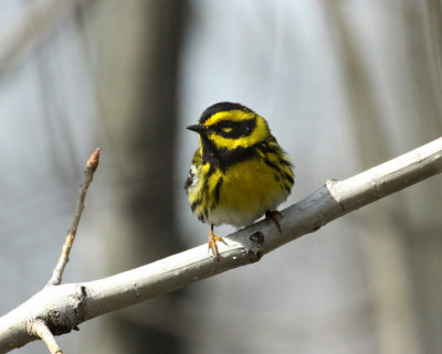 Paruline de Townsend, Pointe-Calumet