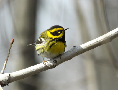 Paruline de Townsend, Pointe-Calumet