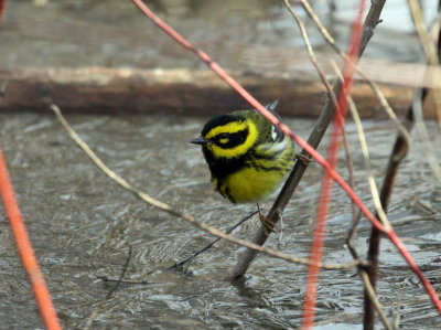 Paruline de Townsend, Pointe-Calumet