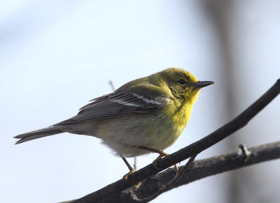 Paruline des pins, Pointe-Calumet