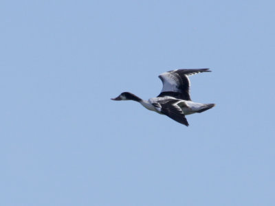 Tadorne de Belon juvénile, (Juvenile Common Shelduck), Saint-Basile-le-Grand, Quebec