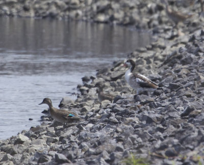Tadorne de Belon juvénile, (Juvenile Common Shelduck), Saint-Basile-le-Grand, Quebec