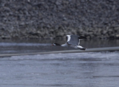 Tadorne de Belon juvénile, (Juvenile Common Shelduck), Saint-Basile-le-Grand, Quebec