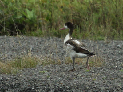 Tadorne de Belon juvénile, (Juvenile Common Shelduck), Saint-Basile-le-Grand, Quebec