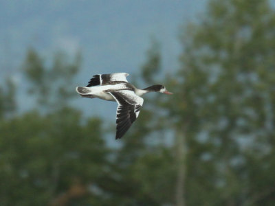 Tadorne de Belon juvénile, (Juvenile Common Shelduck), Saint-Basile-le-Grand, Quebec