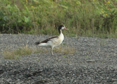 Tadorne de Belon juvénile, (Juvenile Common Shelduck), Saint-Basile-le-Grand, Quebec