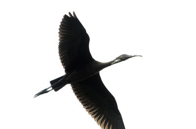 Ibis falcinelle, Laval-Ouest