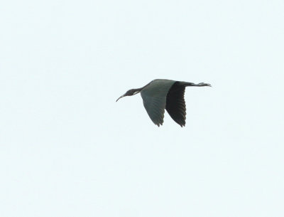 Ibis falcinelle, Laval-Ouest