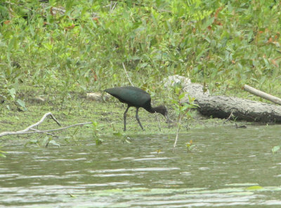 Ibis falcinelle, Laval-Ouest