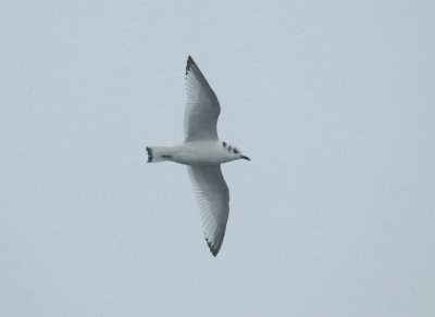 Mouette tridactyle, Beauharnois