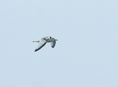 Mouette tridactyle, Beauharnois