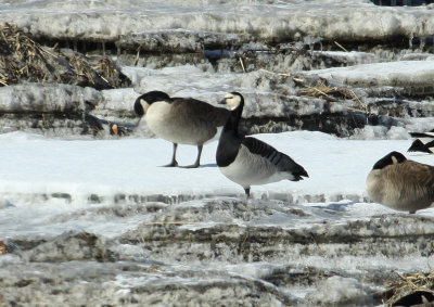 Bernache nonnette (Barnacle Goose), bassin de Chambly (QC)