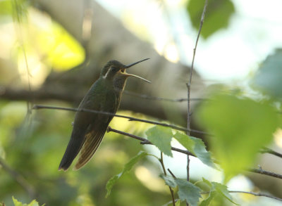 Colibri  gorge amthyste, Amethyst-throated Hummingbird, Saint-Flix-d'Otis, Quebec