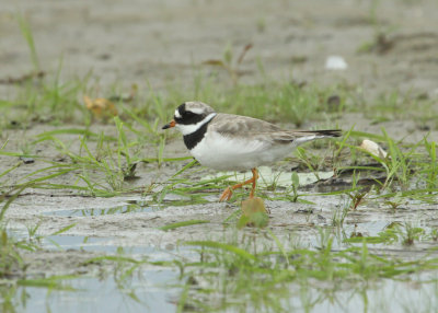 Pluvier grand-gravelot, Common-Ringed Plover, Pointe-Yamachiche, Quebec