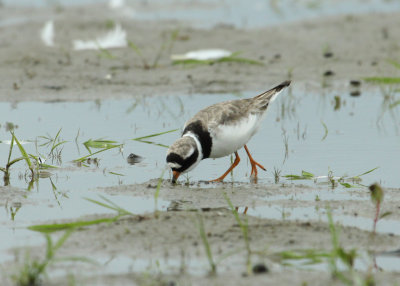 Pluvier grand-gravelot, Common-Ringed Plover, Pointe-Yamachiche, Quebec