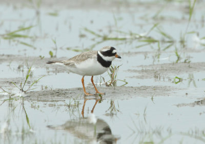 Pluvier grand-gravelot, Common-Ringed Plover, Pointe-Yamachiche, Quebec