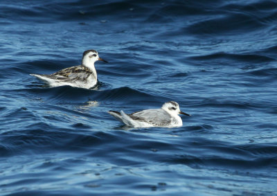 Phalaropes  bec large, large de Bergeronnes