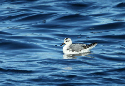 Phalarope  bec large, large de Bergeronnes