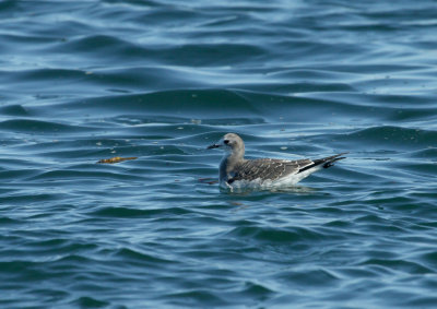 Mouette de Sabine, large de Bergeronnes