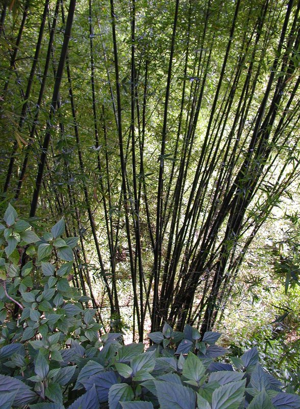 bamboo and undergrowth.jpg
