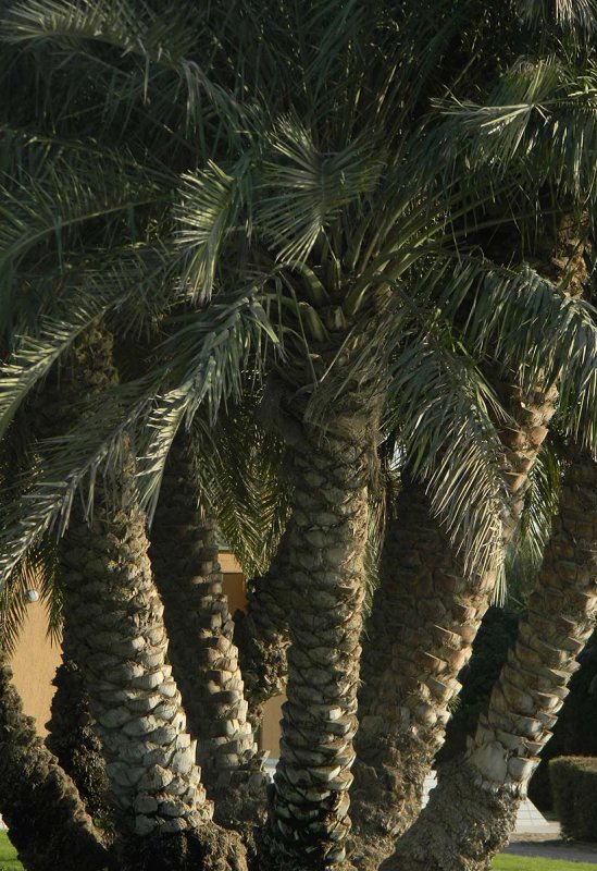palm bloom.jpg