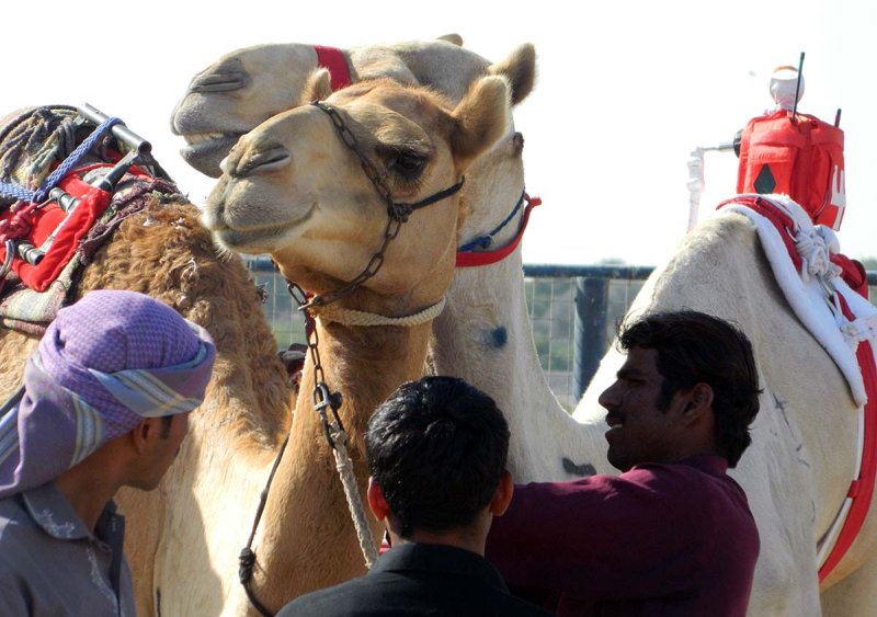 racing camels.jpg