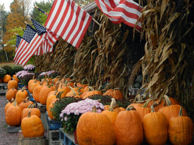 pumkins in season.jpg