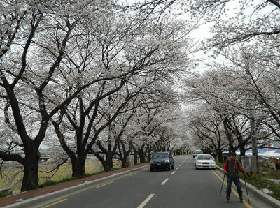 blossoms and skates.jpg