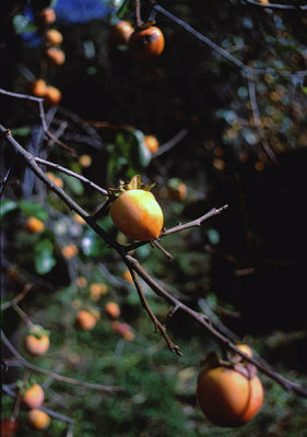 persimmons.jpg