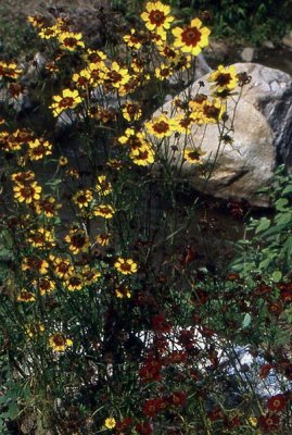 spray of flowers.jpg